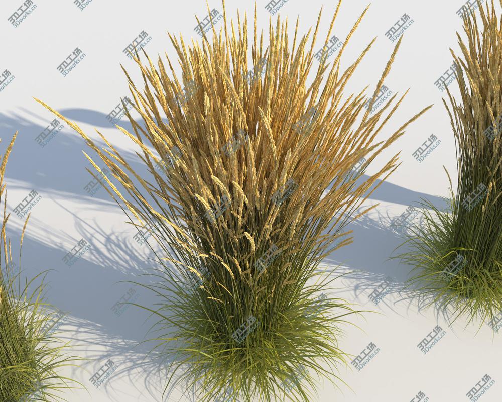images/goods_img/202104022/Calamagrostis Grass (-GrowFX) model/5.jpg